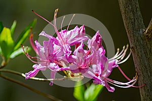 Cluster of Pink Azalea Flowers, Rhododendron periclymeniodes