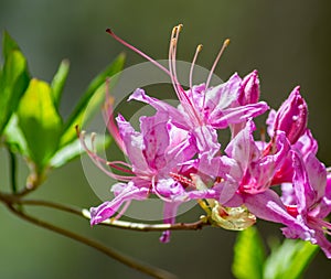 Cluster of Pink Azalea, Rhododendron periclymeniodes