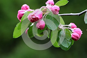 Cluster of pink crabapple flowers