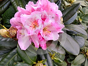 Rhododendron 'Scintillation' photo