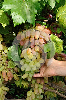 Cluster of pink grape in arm