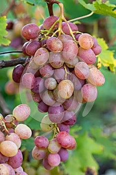 Cluster of pink grape on a bush