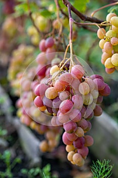 Cluster of pink grape on a bush