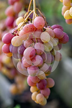 Cluster of pink grape on a bush