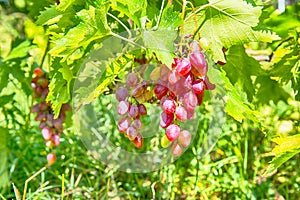 Cluster of pink grape on vine