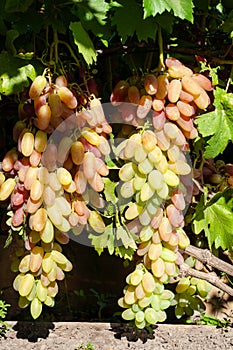 cluster of pink grape on the vine