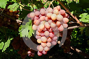 cluster of pink grape on the vine