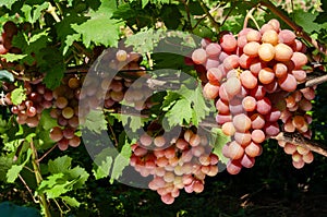 cluster of pink grape on the vine