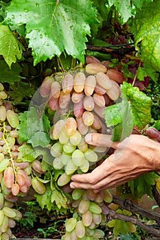 cluster of pink grape on the vine