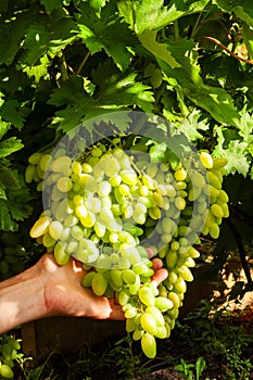 cluster of pink grape on the vine