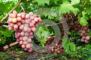 cluster of pink grape on the vine