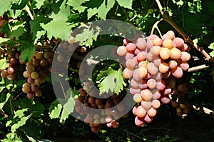 Cluster of pink grape on vine