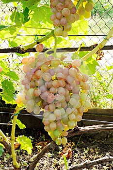Cluster of pink grape on vine