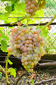 Cluster of pink grape on vine