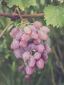 Cluster of pink grape on vine