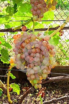 cluster of pink grape on the vine