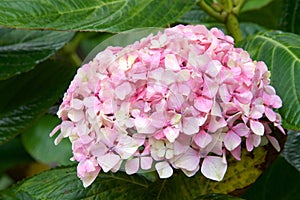 Cluster of pink hydrangea