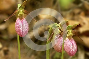 Cluster of pink lady`s slipper flowers in New Hampshire.