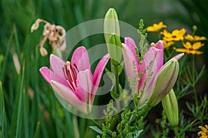 A cluster of pink lilies in the front garden