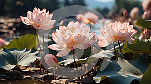 Cluster of pink lotus flowers in full bloom, with sunlight casting warm hues on the petals and leaves in a peaceful pond