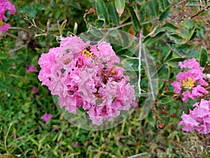 A cluster of pink Mirto crespo - Lagerstroemia indica L flowers photo