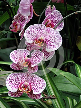 A cluster of pink orchids