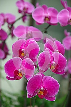 A cluster of pink orchids