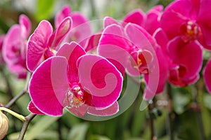 A cluster of pink orchids