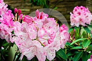 Cluster of pink Rhododendrons