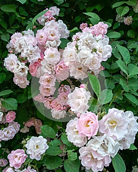 A cluster of pink roses blooming in spring