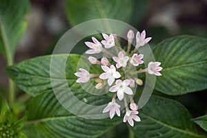 Pink and white Penta flowers