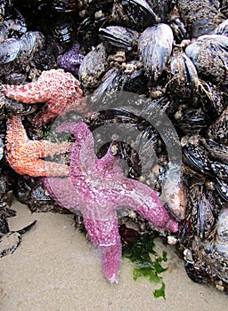 Cluster of Pisaster ochraceus or ochre starfish and mussels on Haystack Rock. Cannon Beach, Oregon, USA