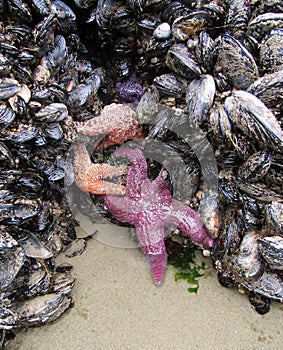 Cluster of Pisaster ochraceus, known as the purple sea star or ochre starfish and mussels on Haystack Rock in the Pacific Ocean