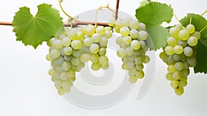 A cluster of plump grapes on the vine, ready to be harvested. isolated against a white backdrop