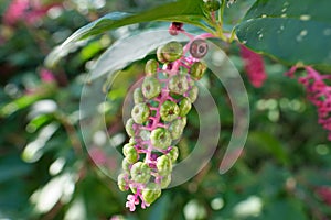 A cluster of Pokeweed berries Phytolacca americana