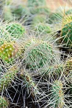 Cluster of prickly pear cactus