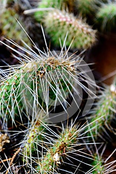 Cluster of prickly pear cactus