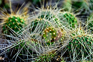 Cluster of prickly pear cactus