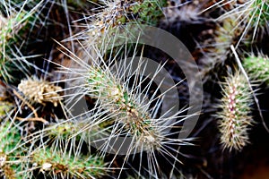 Cluster of prickly pear cactus