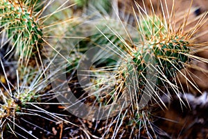 Cluster of prickly pear cactus