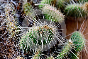 Cluster of prickly pear cactus