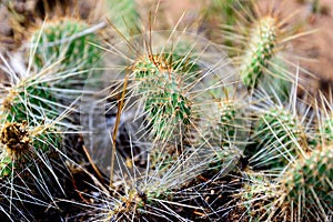 Cluster of prickly pear cactus