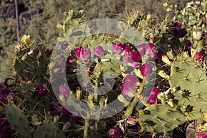 Cluster of Prickly Pears or Higo Cactuses edible fruits. Tropic photo