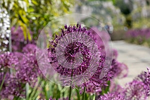 Cluster of purple allium flowers on tall stems growing in a grassy meadow. Photographed at RHS Wisley garden, Surrey UK.