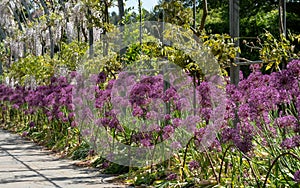 Cluster of purple allium flowers on tall stems growing in a grassy meadow. Photographed at RHS Wisley garden, Surrey UK.