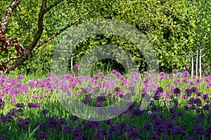 Cluster of purple allium flowers on tall stems growing in a grassy meadow. Photographed at RHS Wisley garden, Surrey UK.