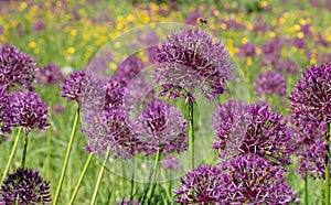 Cluster of purple allium flowers on tall stems growing in a grassy meadow. Photographed at RHS Wisley garden, Surrey UK.