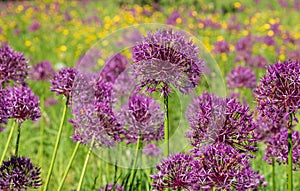 Cluster of purple allium flowers on tall stems growing in a grassy meadow. Photographed at RHS Wisley garden, Surrey UK.