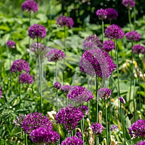 Cluster of purple allium flowers on tall stems growing in a grassy meadow. Photographed at RHS Wisley garden, Surrey UK.