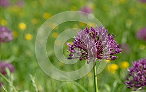 Cluster of purple allium flowers on tall stems growing in a grassy meadow. Photographed at RHS Wisley garden, Surrey UK.